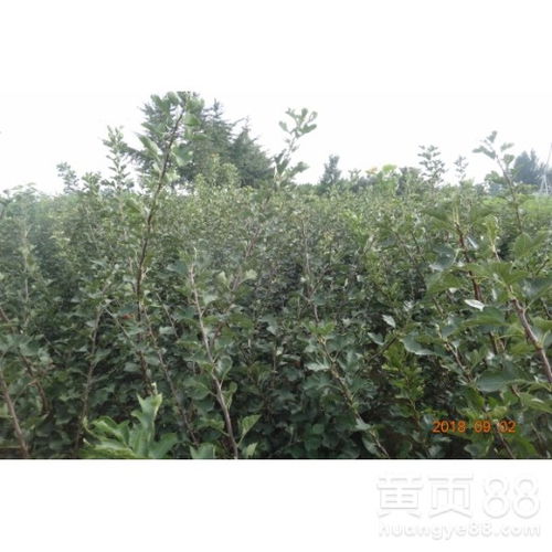 河南省山楂苗銷售 早熟高產保成活基地直銷，價格實惠