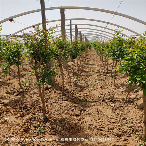 盆景石榴樹苗及水晶石榴新品種培育基地 苗木繁育全覽