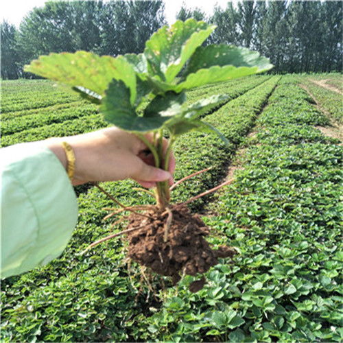 陜西豐香草莓苗的價格分析與苗木繁育技術