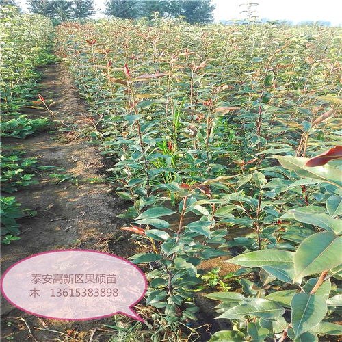 北京朝陽區綠寶石梨梨樹苗大型育苗基地 品質優良、高成活率的專業繁育