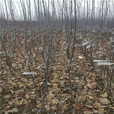 四川省引進神富2號蘋果苗 現代苗木繁育的新篇章