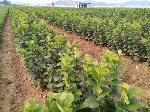 平歐大榛子 優質苗木繁育的關鍵技術與市場前景