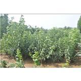 煙臺先鋒大櫻桃苗木繁育基地 專業培育優質大櫻桃樹苗