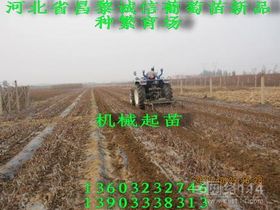 苗木繁育 技術與方法概述