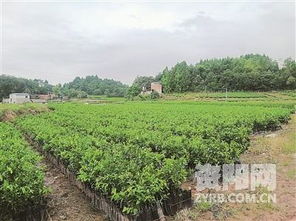 雁江成為國家區域性柑橘苗木良種繁育基地 苗木繁育的新篇章