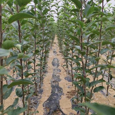 志遠苗木園藝 魯麗蘋果苗與矮化中間砧蘋果苗的領先優勢