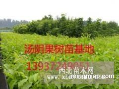 延津梨樹苗、桃樹圖片及價格介紹——河南湯陰富農果樹苗木繁育基地