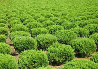 供應河南中礦綠化苗木 白皮松、虎皮松、蟠龍松的栽培技術與繁殖方法