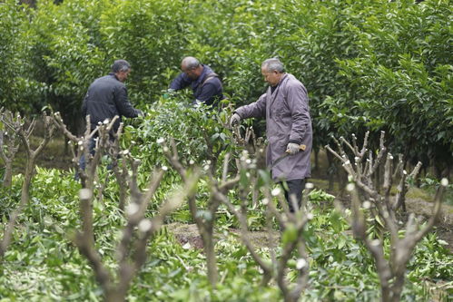 經濟 | 春暖大地農事忙 苗木繁育