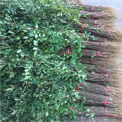 增鑫苗木 優質有刺花椒苗，品種豐富價格實惠