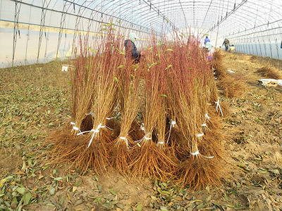 本溪滿族自治縣萬佳鈣果種苗繁育基地 現代化苗木繁育的創新實踐