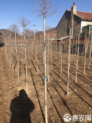 金葉榆造型樹的苗木繁育技術與應用前景