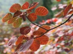 優質黃櫨苗及其他苗木專業供應，成活率高，山東側柏苗木繁育基地