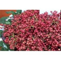 如何高效培育花椒苗？——從育苗到管理全流程解析