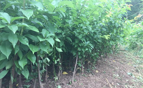 廣西桂林李子苗木基地 專業繁育2公分李子樹苗的優質基地