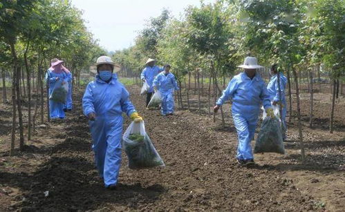 喜訊 苗木繁育先鋒榮獲省級隆重表彰