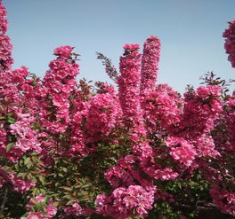 石峰印第安魔力海棠 6公分北美海棠苗木的價格與繁育全解析