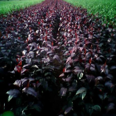 綠化樹黑王子的獨特魅力 精選高清圖片與苗木繁育指南