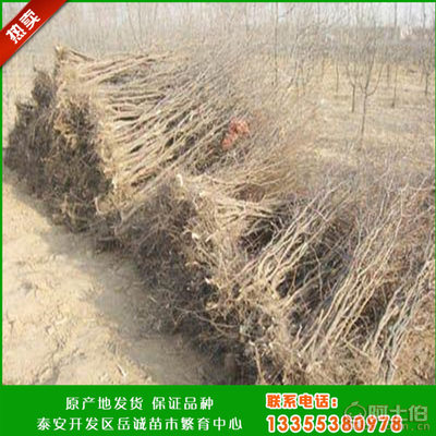 岳誠新品種冬棗樹苗 高成活率與高產量的理想選擇