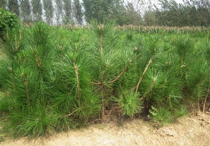 山東千里馬苗木繁育基地 專業苗木繁育，助力綠色生態發展