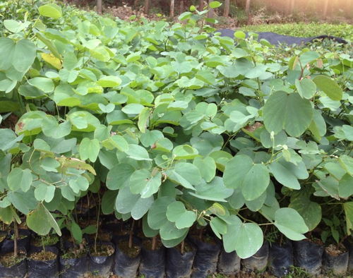 宮粉紫荊苗木繁育 從種子到成苗的全過程