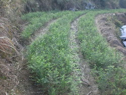 利民紅豆杉苗木繁育種植場合作社 專業苗木繁育的典范